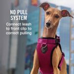 Canada Pooch - The Everything Harness - Image 4
