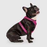 Canada Pooch - The Everything Harness - Image 2