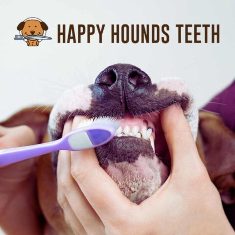 Teeth Cleaning Deposit (SOUTH WINDSOR STORE)