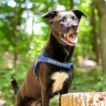 Quick Fit™ Dog Harness - EzyDog - Image 4