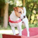 Quick Fit™ Dog Harness - EzyDog - Image 2