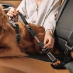 Ezydog Click Zero Shock Car Seat Belt Restraint - Image 2