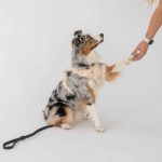DexyPaws No-Pull Dog Harness - Image 3