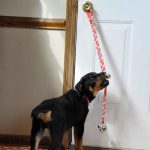 Advance Potty Training Bells for Dogs (Black) - Image 2